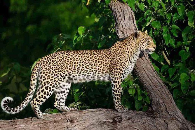 10 Day Zimbabwe and Chobe NP Tour - Great Zimbabwe: the stone city that shaped a country’s name