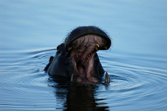 13 Days Best Of Zimbabwe - Hwange National Park: game drives are optional, so plan your wildlife time