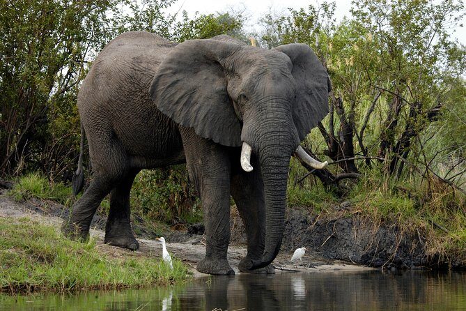 13 Days Best Of Zimbabwe - Gonarezhou National Park: elephants, relaxed wildlife, and a Big Five shot