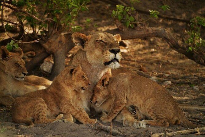 2-Day Camping Safari in Chobe National Park from Victoria Falls - The quick reasons this Chobe overnight safari works