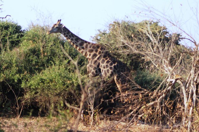 2-Day Camping Safari in Chobe National Park from Victoria Falls - Who should book this and who should skip it