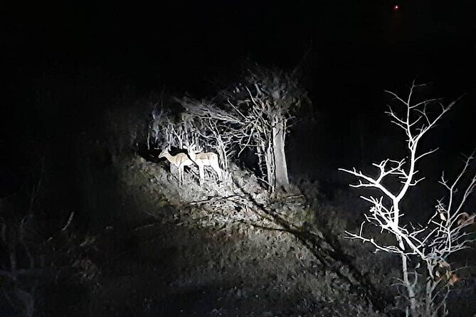 2 Hour Stargazing Tour in Victoria Falls NP Area in 4x4 - What You’ll Actually See: Stars, Planets, and Maybe Wildlife