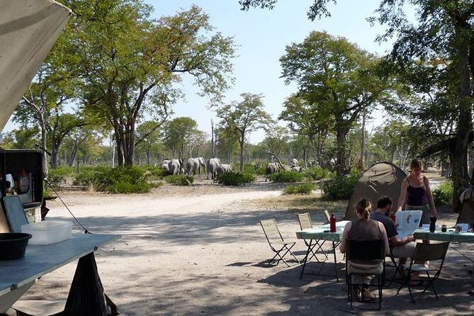 3 Day Chobe National Park Camping Safari - Small-Group Safari Energy (And Why It Helps on Game Drives)