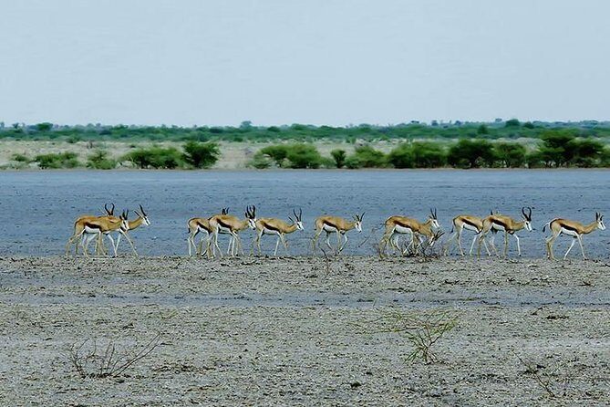 3 Day Chobe National Park Camping Tour - Chobe from Victoria Falls: the day-1 transfer that sets the tone
