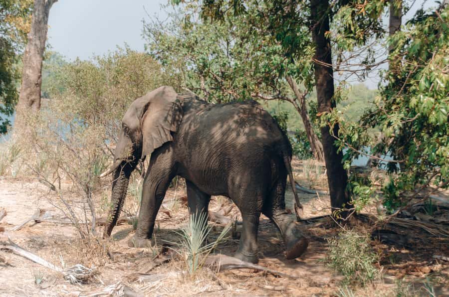 3 Days Explore Zambia, Zimbabwe and Chobe Park in Botswana - A smart 3-country route through Zambia, Zimbabwe, and Chobe