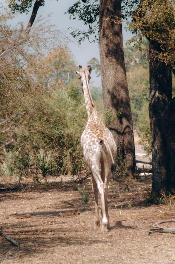 3 Days Explore Zambia, Zimbabwe and Chobe Park in Botswana - Guides, pacing, and the rules that keep wildlife viewing safe