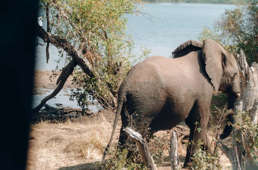 3 Days Explore Zambia, Zimbabwe and Chobe Park in Botswana - Day 1 in Livingstone: Rhino tracking, Livingstone Museum, and the Zambia-side Falls