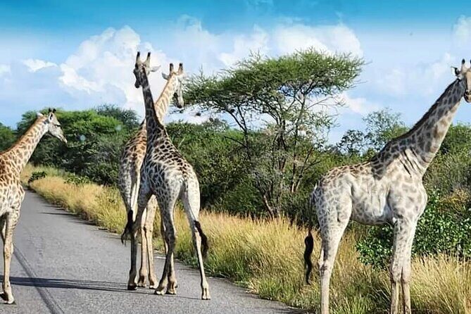 3 Days Tour at Chobe Park and Victoria Falls with Airport Pickup - Who this tour is best for (and who should choose differently)