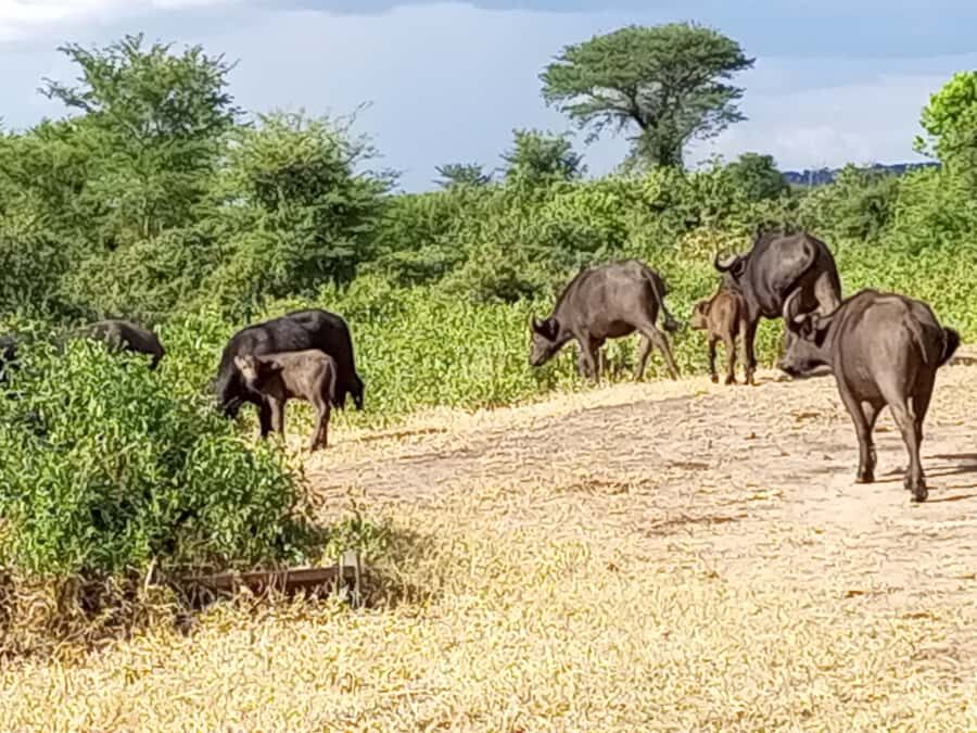 3 Days Victoria Falls and Full day Chobe National Park - Key points worth getting excited about