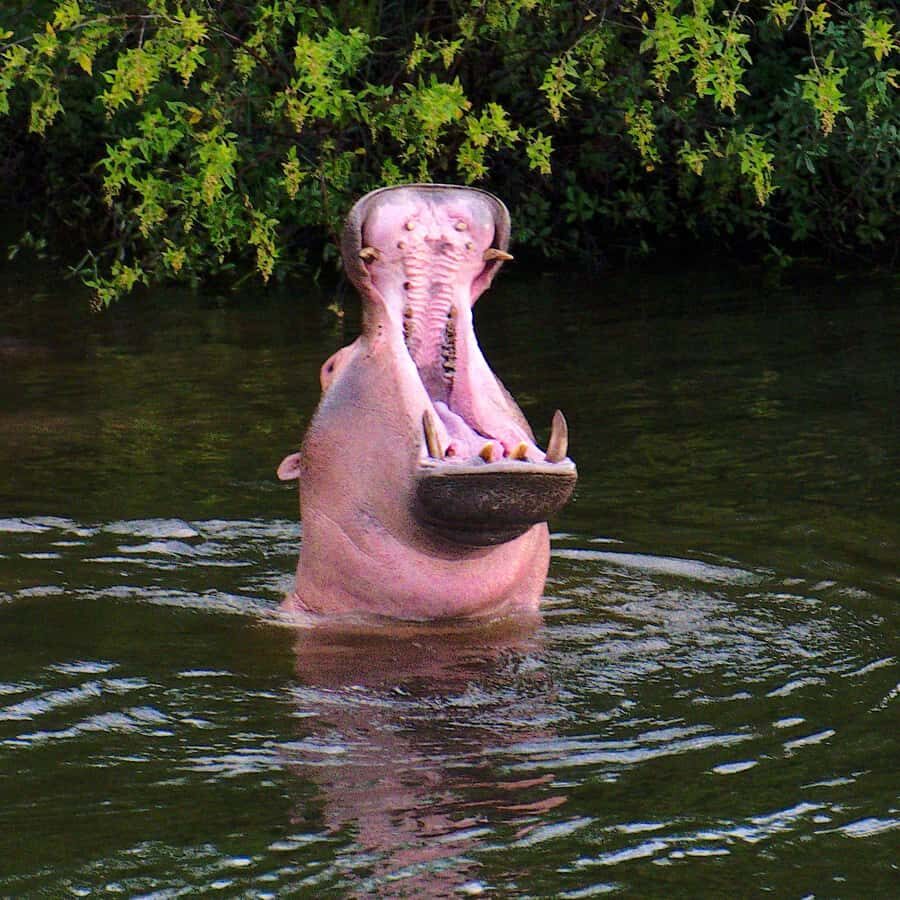 3 Days Victoria Falls and Full day Chobe National Park - Crossing Kazungula: passports ready, border timing handled