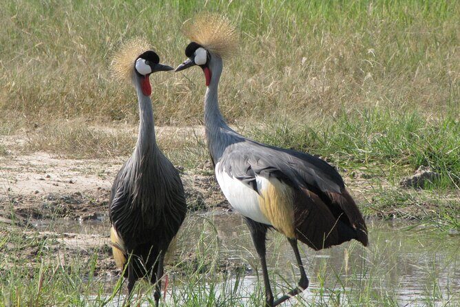 4-Day Discover Victoria Falls, Chobe and Hwange Park - Crossing into Botswana for Chobe: morning drive, river cruise, riverbank lunch