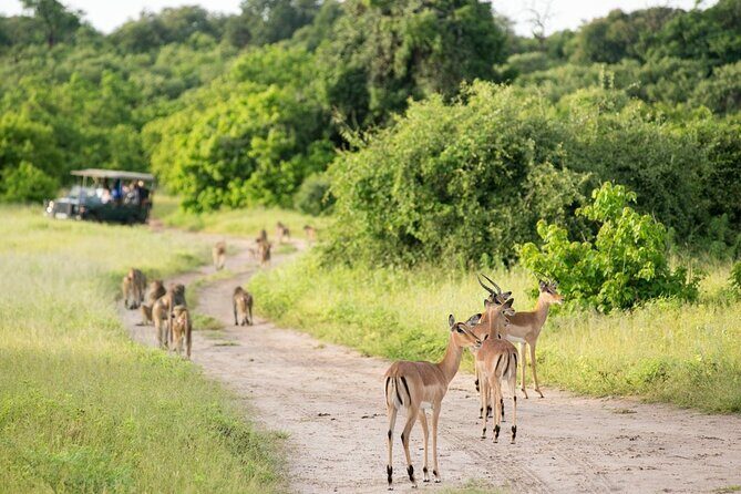 4-Day Victoria Falls and Hwange National Park Tour - Day 4: Wrapping up with the airport drop