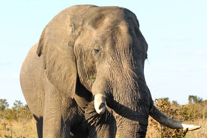 4 Days Victoria Falls Safari Tour & Chobe National Park game drive - Day 1 on the Zambezi: A 16:00 Sundowner Cruise That Gets You in Safari Mode