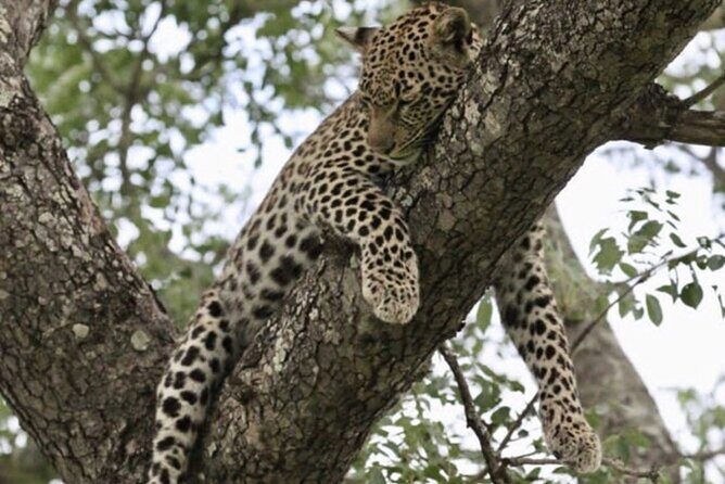 4 Days Victoria Falls Safari Tour & Chobe National Park game drive - Day 4: Airport Transfer for Your Onward Flight