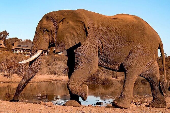 4 Days Victoria Falls Safari Tour & Chobe National Park game drive - Lodges, Meals, and the Comfort Factor You’ll Actually Notice