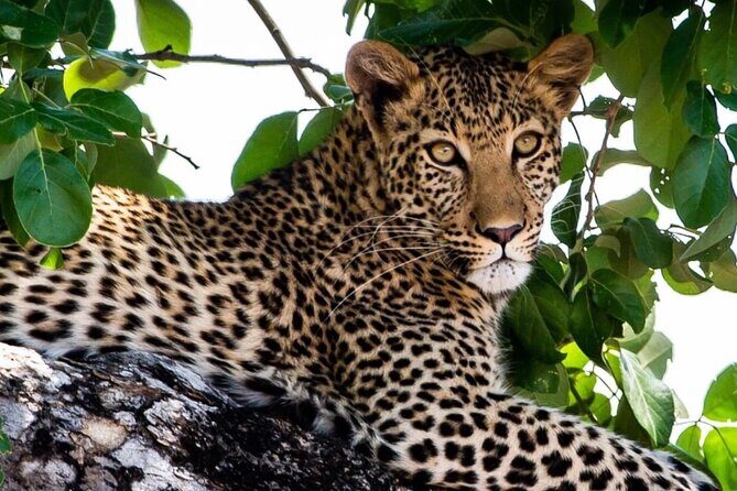 4 Days Victoria Falls Safari Tour & Chobe National Park game drive - Timing, Transfers, and What to Prepare for on Safari Days