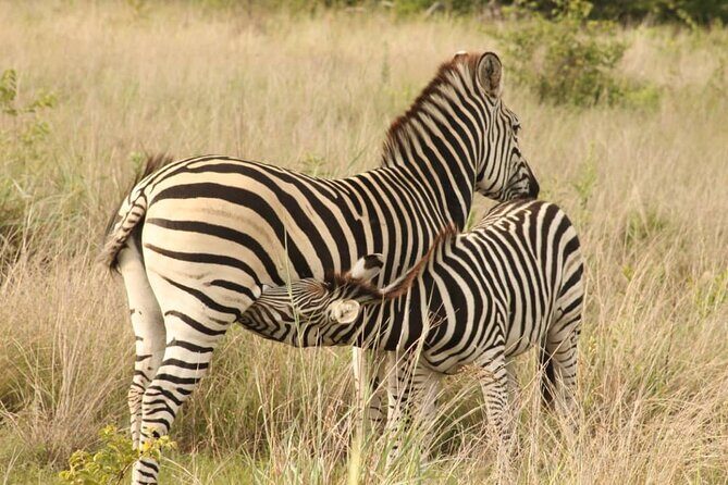 4 Days Victoria Falls Safari Tour & Chobe National Park game drive - Day 2 at Victoria Falls: 06:00 Drive, 11:00 Helicopter, and the Guided Walk
