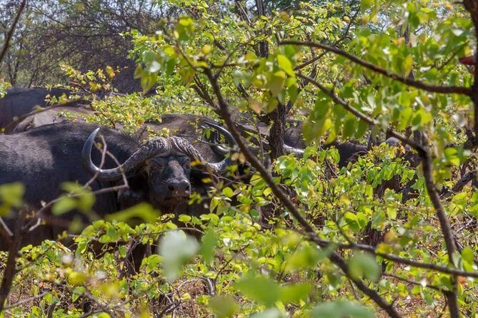 4 Days Victoria Falls Zimbabwe with Chobe National Park Safari Botswana and Livingstone Zambia - Day 1 on the Zambezi River: the sunset cruise that sets the tone