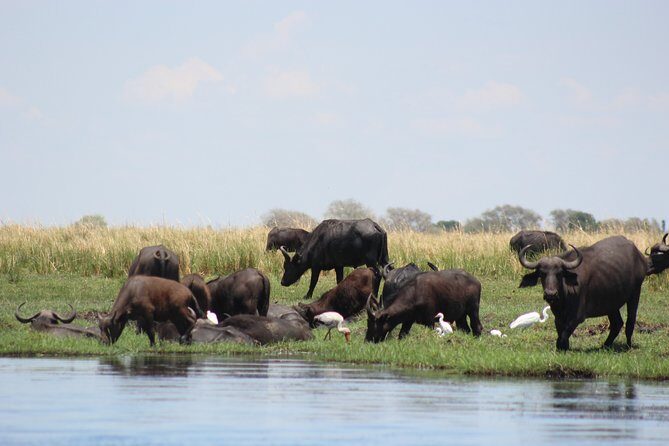5-DAY Victoria Falls and Chobe National Park - A free Victoria Falls day built for optional adrenaline