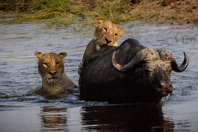5 Day Victoria Falls and Chobe National Park Camping Tour - Chobe National Park: two days of wildlife by land and boat