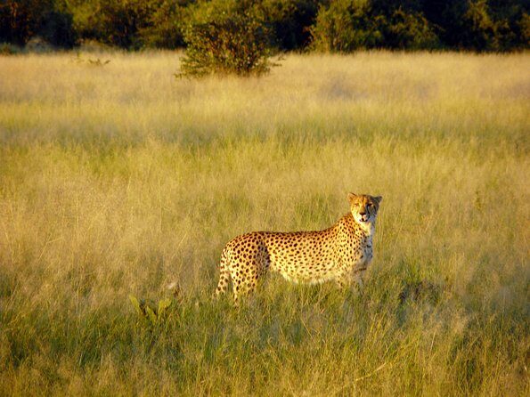 5 Day Victoria Falls and Chobe National Park Camping Tour - Practical tips to make your safari smoother