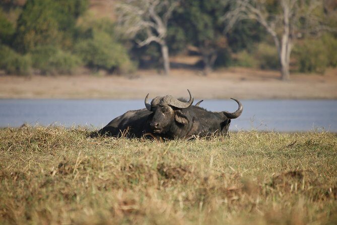 5 Day Victoria Falls and Chobe National Park Luxury Accommodated Tour - Price and Value at $2,500 per Person: Where the Money Goes