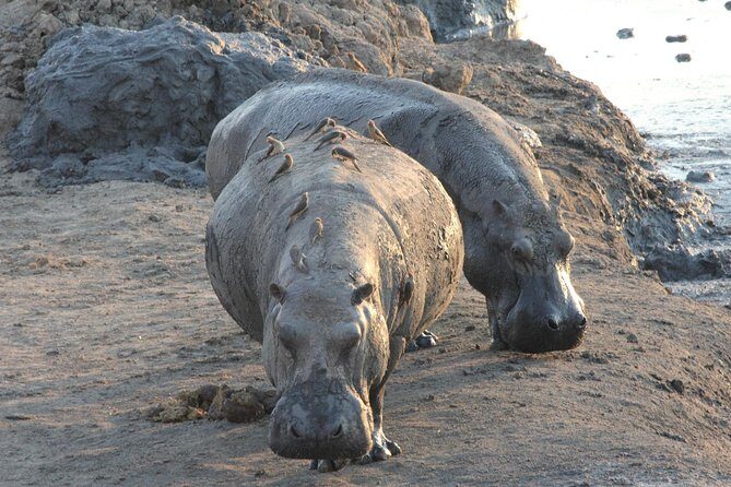 5 Day Victoria Falls and Hwange National Park Accommodated Safari Tour - Entering the Upper Zambezi: your calm start before the safari work
