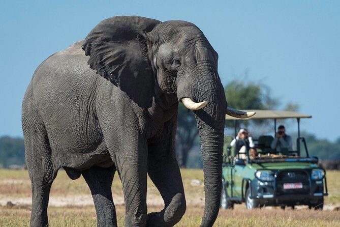 5 Day Victoria Falls and Hwange National Park Accommodated Safari Tour - Day 3 in Hwange: full-day wildlife focus