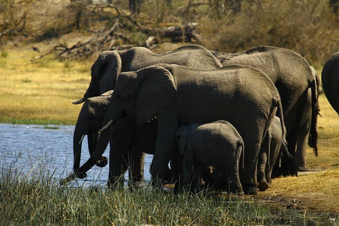 5 Day Victoria Falls and Hwange National Park Accommodated Safari Tour - Day 4 in Hwange: a second full day for better odds