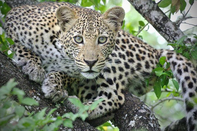5 Day Victoria Falls and Hwange National Park Accommodated Safari Tour - Day 5 in Hwange: the shorter final run that keeps things easy