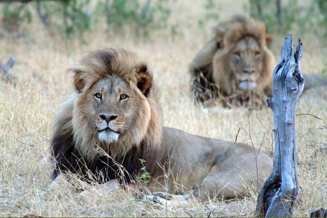 5 Day Victoria Falls and Hwange National Park Accommodated Tour Safari - Key highlights at a glance