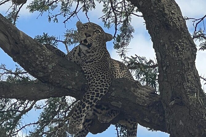 5-Day Visit Zimbabwe, Zambia, Botswana & Namibia Island - Why this 4-country Zambezi-to-Chobe route works so well