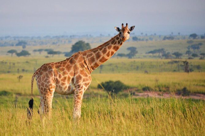 6-day Hwange, Chobe & Victoria Falls Combo - A six-day circuit from Hwange to Chobe to Victoria Falls