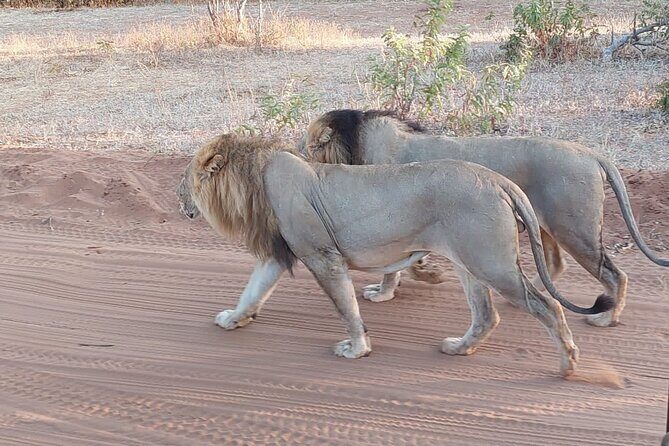 6 Days Victoria Falls Chobe Wildlife and Okavango Delta Tour - Getting to Kasane and Chobe: the border-crossing transfer that sets the tone