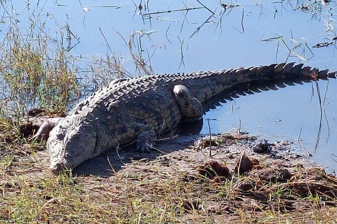 6 Days Victoria Falls Chobe Wildlife and Okavango Delta Tour - Price and value: what $2,250 is really buying (and what isn’t)