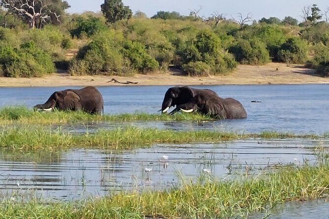 6 Days Victoria Falls Chobe Wildlife and Okavango Delta Tour - Chobe’s 15:00 boat cruise: when animals choose the riverfront