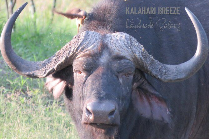7 Day Highlights Of Botswana Overland Tour – ACCOMODATED (midrange) - Maun rest time and the Okavango Delta flight option