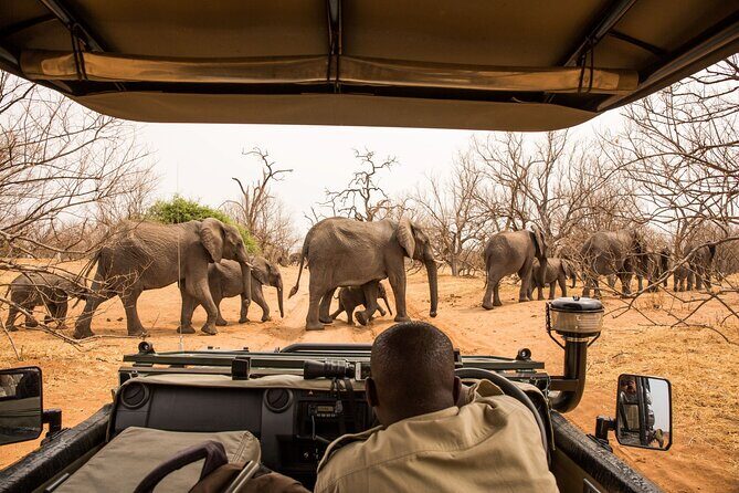 8 Day Chobe NP, Elephant Sands, Okavango Delta & Victoria Falls - Moremi Game Reserve: full-day cat hunting with packed lunch