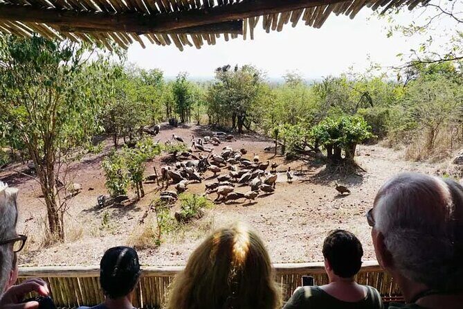 Baobab-Sunrise-Sunset-Vulture-Moonlight Safaris, 4 Options - Into the Bush: Flora, Fauna, and How to Watch