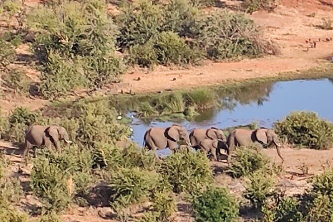 Baobab-Sunrise-Sunset-Vulture-Moonlight Safaris, 4 Options - The Four Options: How the Last Leg Changes Your Safari