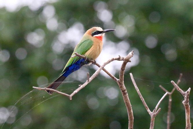 Birdwatching Cruise in Zambezi River with Breakfast - Who this birdwatching breakfast cruise suits best