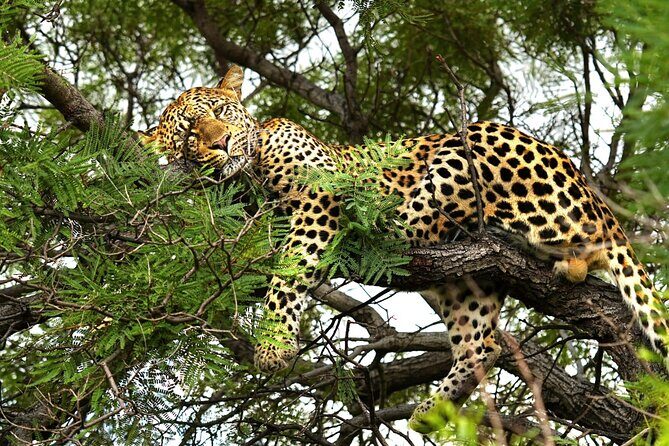 Chobe Botswana Day Trip River and Land Safari from Victoria Falls - Chobe National Park after 9:00am: your best shot at big cat action