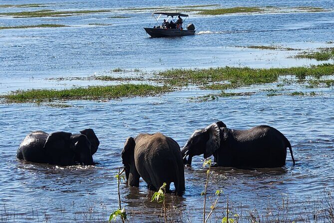 Chobe Botswana Day Trip River and Land Safari from Victoria Falls - Price and value: what $195 buys you in a day