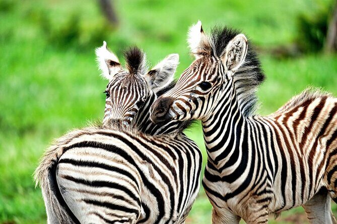 Chobe Botswana Day Trip River and Land Safari from Victoria Falls - Who should book this Chobe day trip from Victoria Falls?