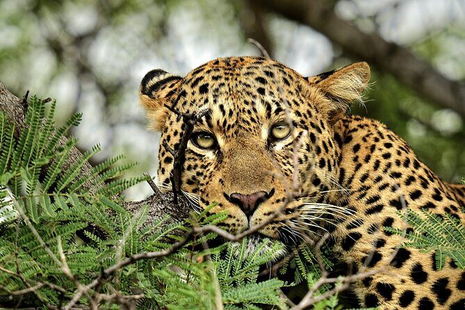 Chobe Botswana Day Trip River and Land Safari from Victoria Falls - Practical tips to get the most from the day