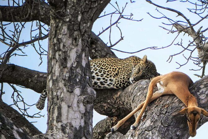 Chobe Botswana Day Trip River and Land Safari from Victoria Falls - Lunch at Chobe Safari Lodge (or similar): a real reset before the river