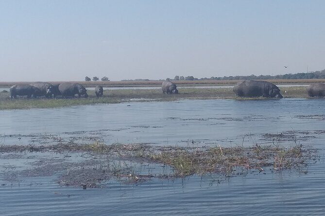 Chobe Botswana Full-Day Trip - Getting to Chobe: The Zimbabwe Side Drive to Botswana
