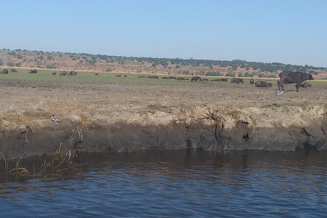 Chobe Botswana Full-Day Trip - Lunch in Botswana: Refuel Without Losing Momentum
