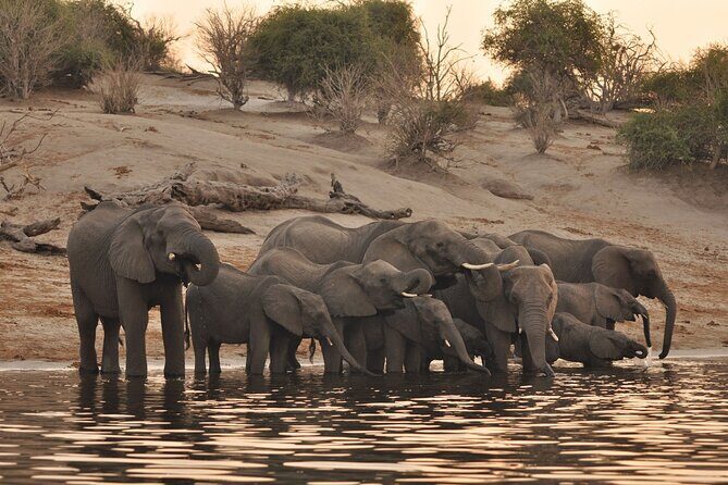 Chobe Day Trip - Chobe Day Trip: What You’ll Really Notice
