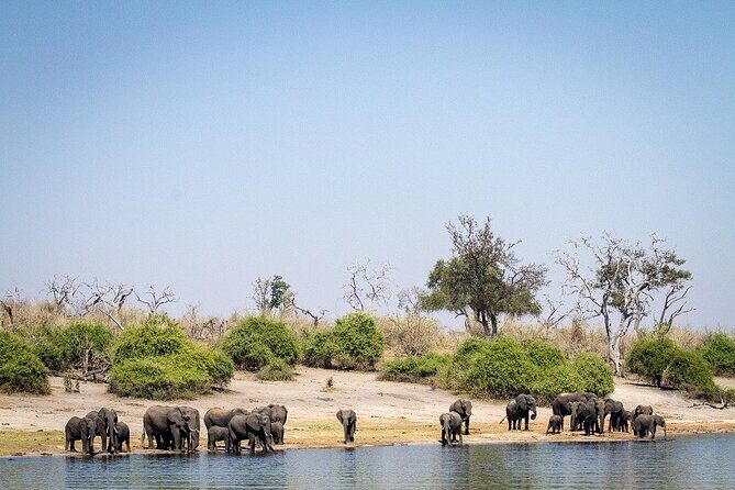 Chobe Day Trip - The Afternoon 4x4 Game Drive: From Water to Bush